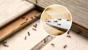 Kiến bò vào cốc nước trên bàn thờ gây mất cân bằng trong phong thuỷ của ngôi nhà