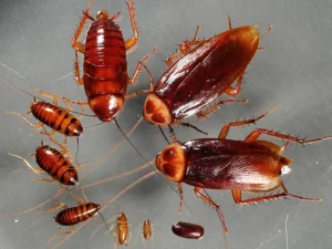 Nguyên nhân gián làm tổ trong giường