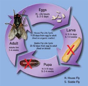 Ruồi đẻ trứng trên giường thường là ruồi nhà
