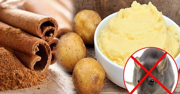 Thường xuyên lau chùi bàn thờ để ngăn chặn chuột đến gần bàn thờ