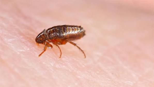 Vì sao trên giường thường có bọ nhảy?