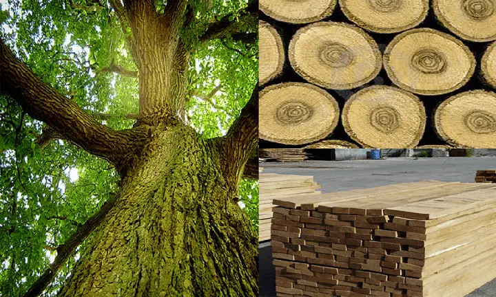 Bàn Ghế Gỗ Sồi Có Tốt Không Bàn Ghế Gỗ Sồi Có Tốt Không